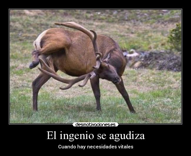 carteles ingenio animal desmotivaciones