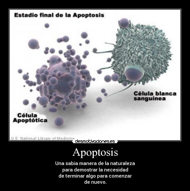 Apoptosis - Una sabia manera de la naturaleza
para demostrar la necesidad
de terminar algo para comenzar
de nuevo.