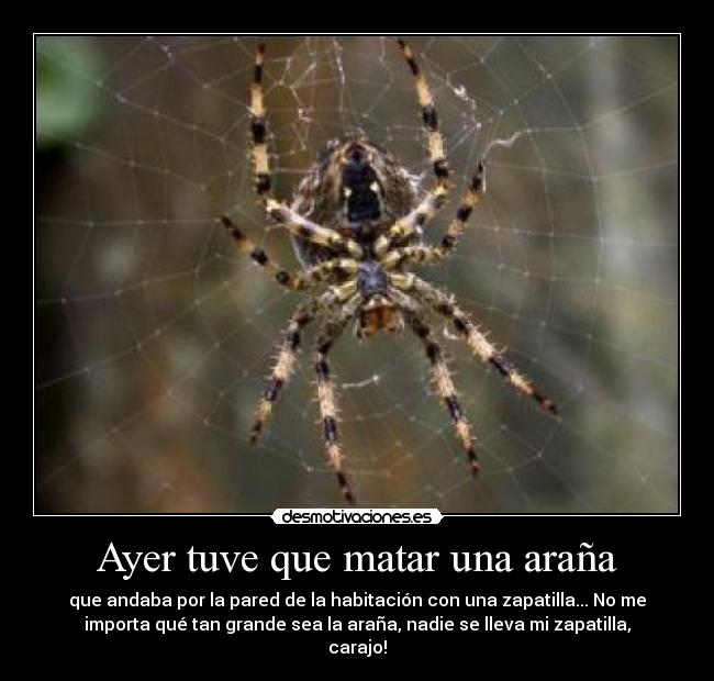 Ayer tuve que matar una araña - que andaba por la pared de la habitación con una zapatilla... No me
importa qué tan grande sea la araña, nadie se lleva mi zapatilla,
carajo!