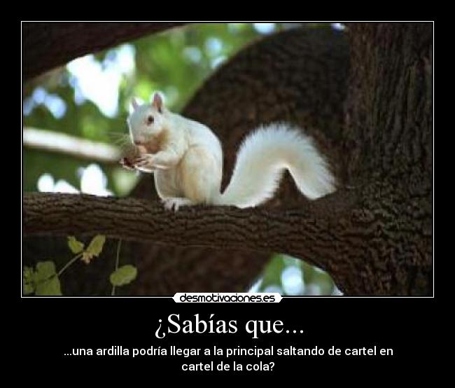 ¿Sabías que... - ...una ardilla podría llegar a la principal saltando de cartel en cartel de la cola?
