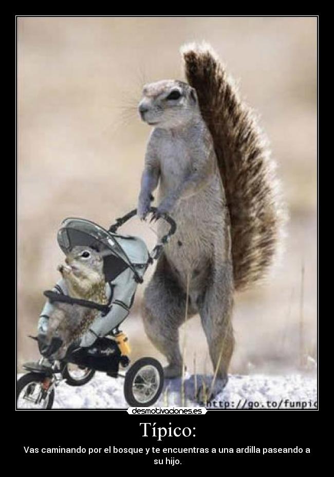 Típico: - Vas caminando por el bosque y te encuentras a una ardilla paseando a su hijo.