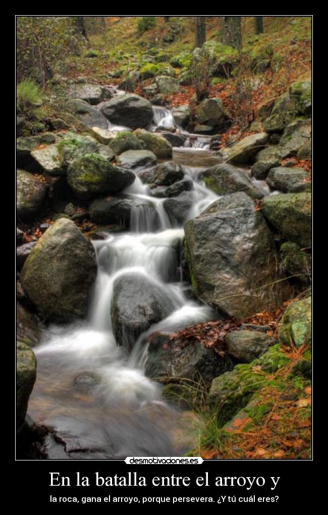 En la batalla entre el arroyo y -