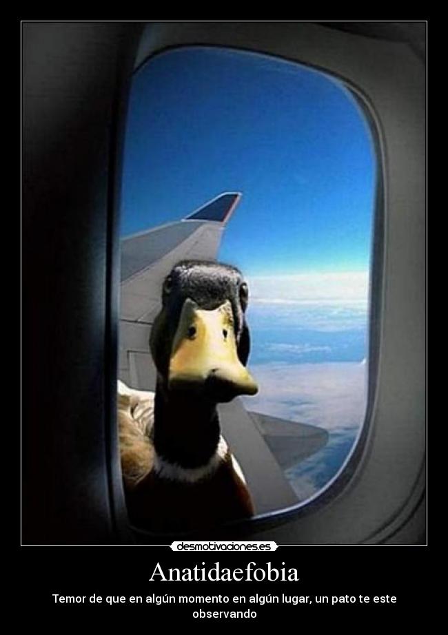 Anatidaefobia - 