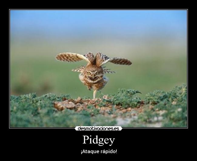 Pidgey -