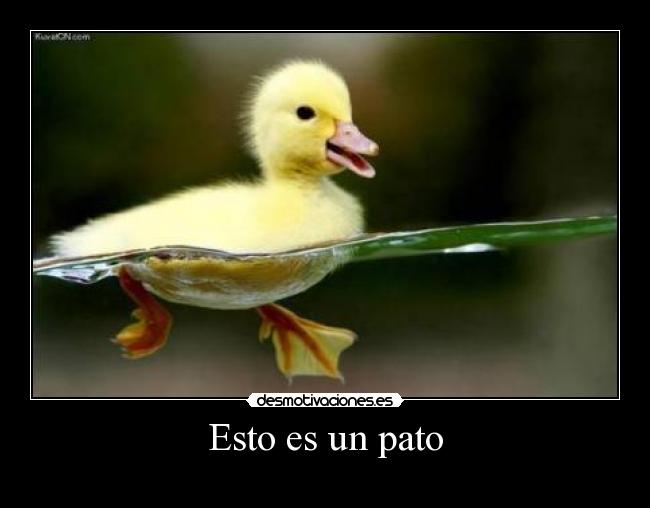 Esto es un pato - 