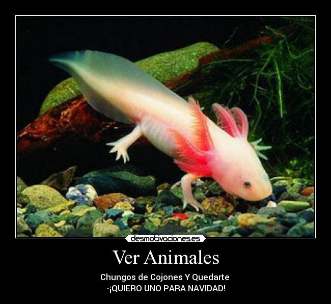 Ver Animales -