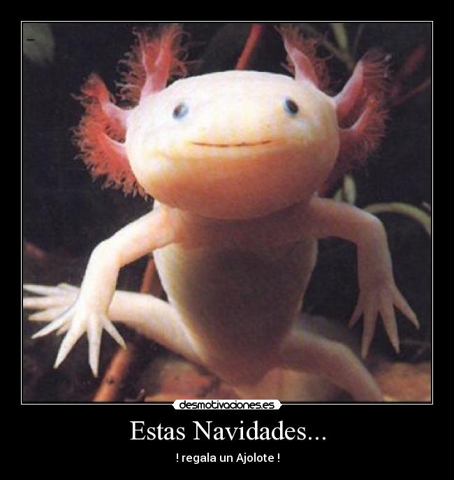 carteles ajolote pene maricon navidades tuputamadre desmotivaciones