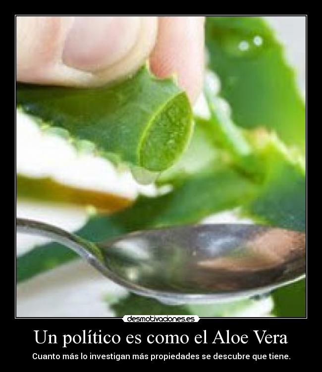 Un político es como el Aloe Vera -