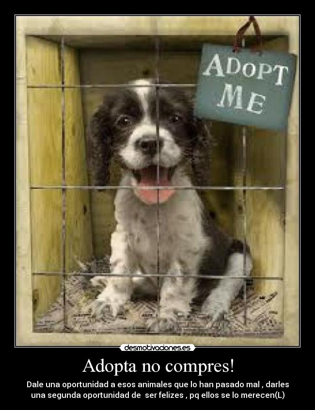 Adopta no compres! - Dale una oportunidad a esos animales que lo han pasado mal , darles
una segunda oportunidad de  ser felizes , pq ellos se lo merecen(L)