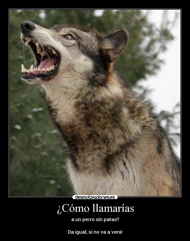 ¿Cómo llamarías - a un perro sin patas?

Da igual, si no va a venir