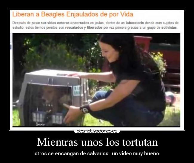 Mientras unos los tortutan - otros se encangan de salvarlos...un video muy bueno.