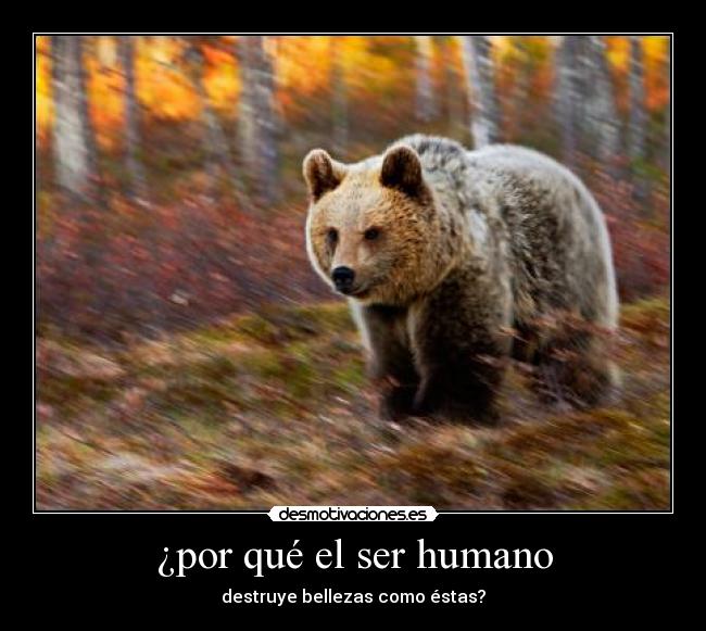 ¿por qué el ser humano - destruye bellezas como éstas?