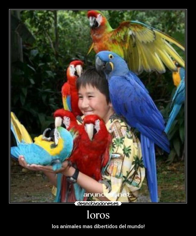 loros - los animales mas dibertidos del mundo!