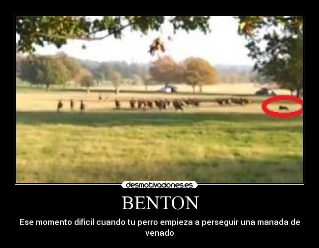 BENTON - Ese momento dificil cuando tu perro empieza a perseguir una manada de venado