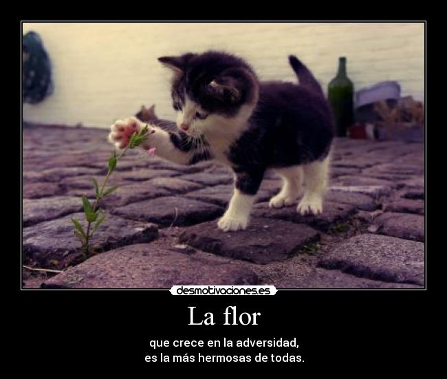 La flor - que crece en la adversidad,
es la más hermosas de todas.