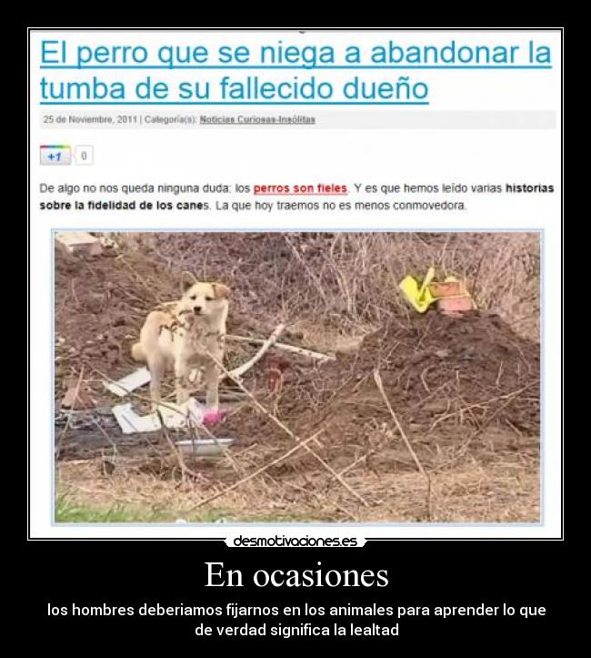 En ocasiones - los hombres deberiamos fijarnos en los animales para aprender lo que
de verdad significa la lealtad