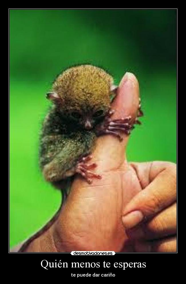 Quién menos te esperas - 