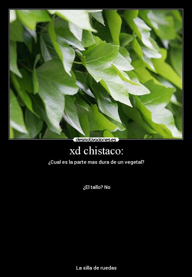 xd chistaco: - 