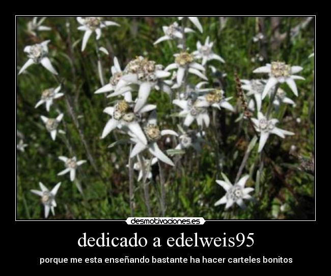 carteles esa flor edelweis penseis mal desmotivaciones