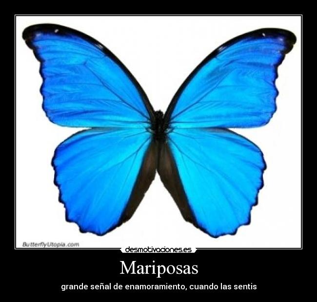 Mariposas -
