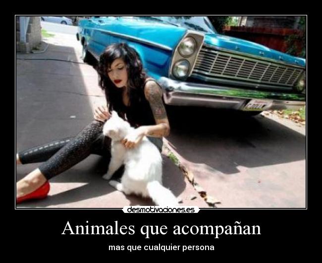 Animales que acompañan - mas que cualquier persona