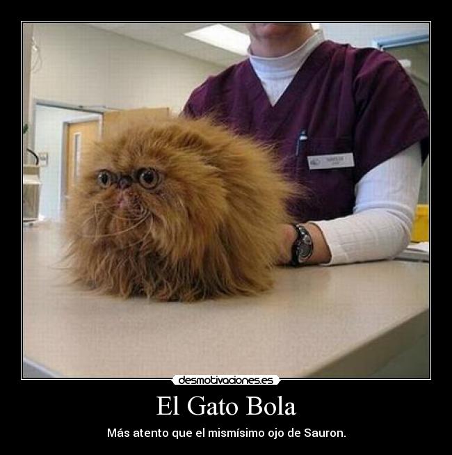 El Gato Bola - Más atento que el mismísimo ojo de Sauron.