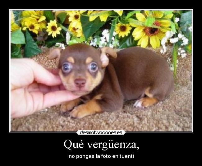 carteles perro desmotivaciones