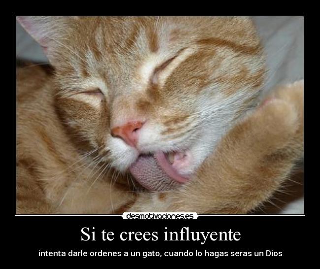 Si te crees influyente - intenta darle ordenes a un gato, cuando lo hagas seras un Dios