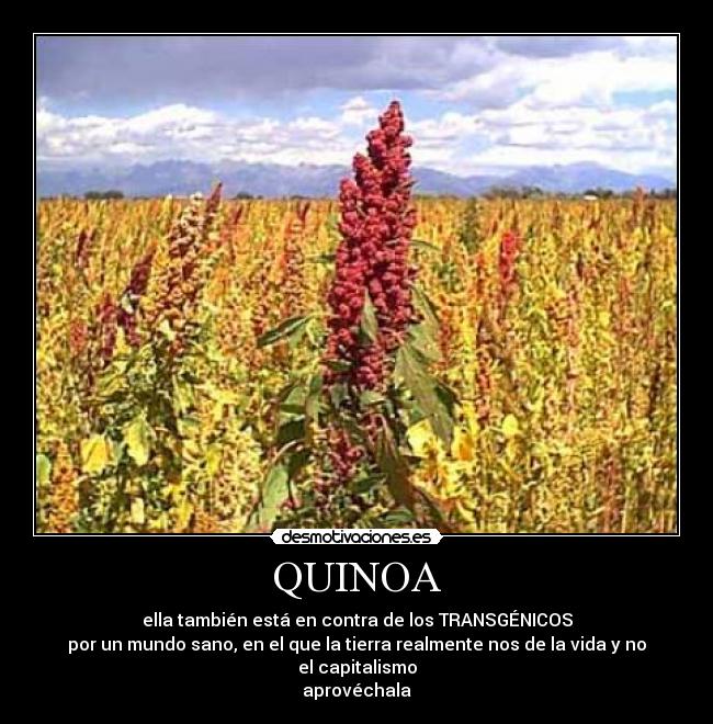 carteles quinoa transgenico capitalismo desmotivaciones