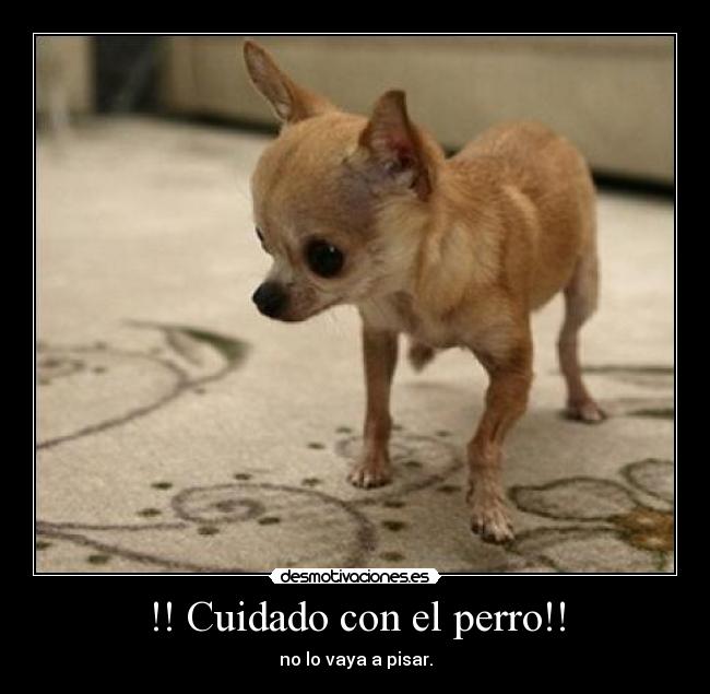 !! Cuidado con el perro!! - 