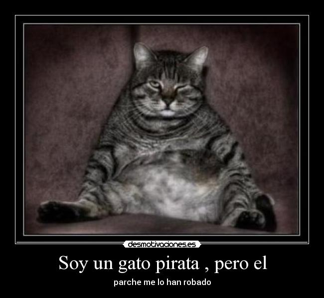 Soy un gato pirata , pero el - parche me lo han robado
