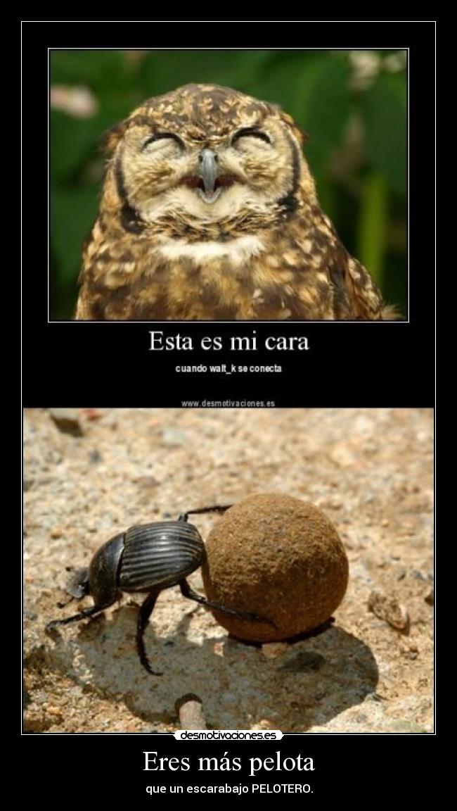 Eres más pelota - que un escarabajo PELOTERO.