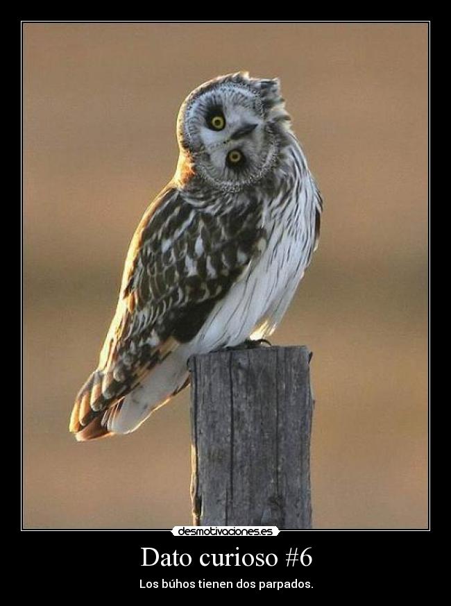 Dato curioso #6 - Los búhos tienen dos parpados.