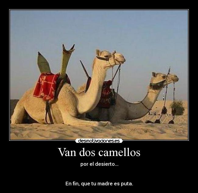 Van dos camellos -