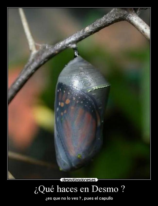 carteles preguntas ociosas respuestas tontas desmotivaciones