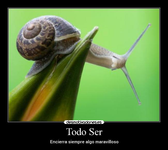 Todo Ser - Encierra siempre algo maravilloso