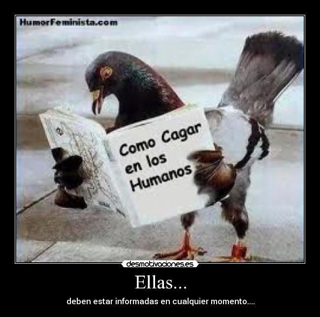 carteles palomas pasajeras desmotivaciones