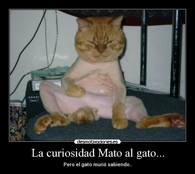 La curiosidad Mato al gato... -
