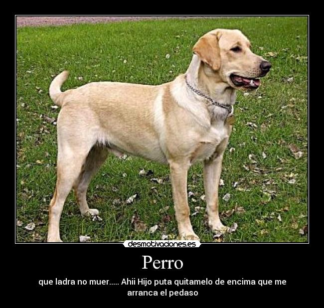 Perro - que ladra no muer..... Ahii Hijo puta quitamelo de encima que me arranca el pedaso