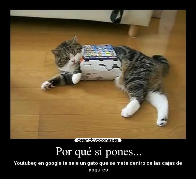 Por qué si pones... - Youtubeç en google te sale un gato que se mete dentro de las cajas de yogures