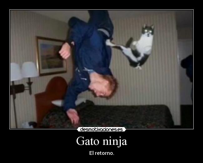 Gato ninja - El retorno.