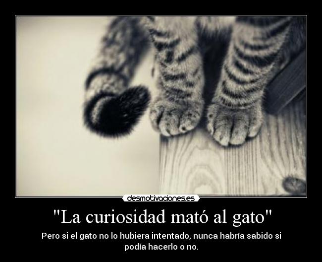 La curiosidad mató al gato - Pero si el gato no lo hubiera intentado, nunca habría sabido si podía hacerlo o no.