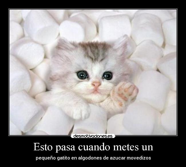 Esto pasa cuando metes un - pequeño gatito en algodones de azucar movedizos