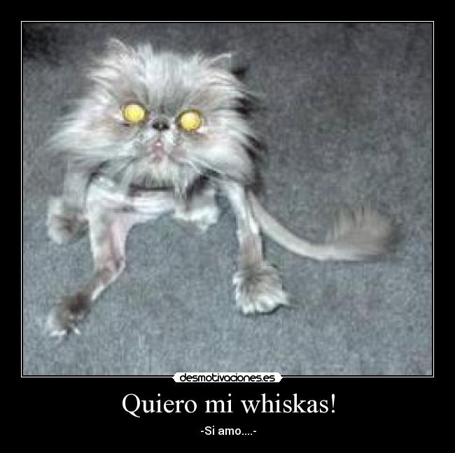 Quiero mi whiskas! -