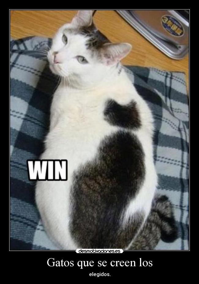 Gatos que se creen los - 