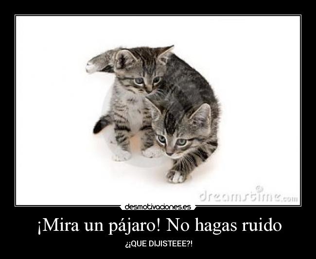 ¡Mira un pájaro! No hagas ruido -