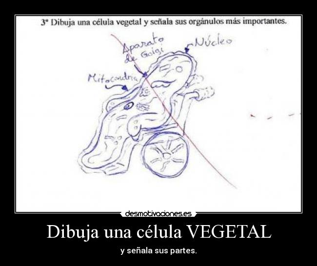 Dibuja una célula VEGETAL -