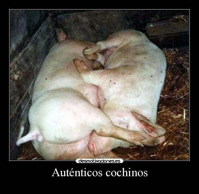 Auténticos cochinos - 