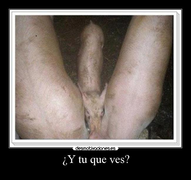 ¿Y tu que ves? -