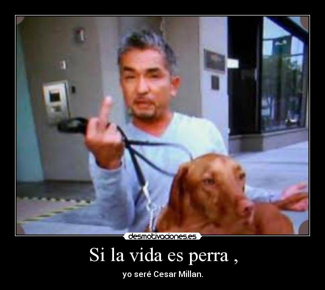 Si la vida es perra , - yo seré Cesar Millan.